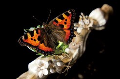 これからは「蝶」を食べる時代に？...肉だけじゃない、新たな「タンパク質ブーム」の可能性