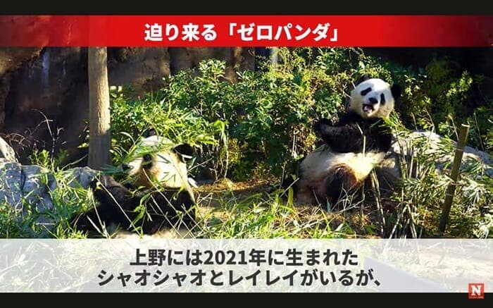 上野動物園のパンダ、シャオシャオとレイレイ