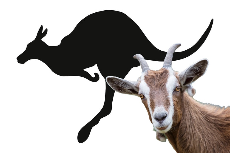 （写真はイメージです）　michelangeloop-iStock（Goat）, CSA-Archive-iStock(Kangaroo)