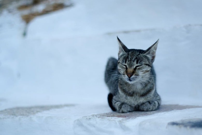 冬の寒さは猫にとって命取り（写真はイメージです）　Fotoflo-Unsplas