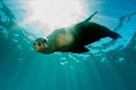 バイオシフト──海洋生物は陸上生物よりも6倍速く極地に移動している