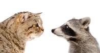 人知れず一戦交えるアライグマと飼い猫　勝者は？