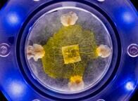 5億年前から地球に生息するスライム状の「モジホコリ」がISSへ送り込まれる