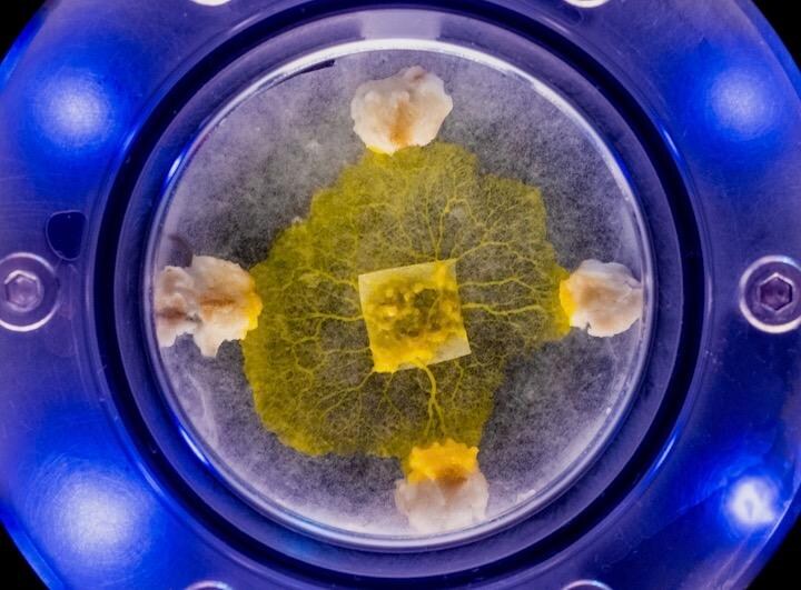 多核単細胞生物で粘菌の一種の「モジホコリ」が宇宙に打ち上げられた　Audrey Dussutour/CNRS