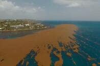 海を覆い尽くす......アフリカからメキシコ湾までつづく巨大な藻のベルトが出現