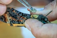 欧州からアフリカに数千キロを移動する蛾、風がふいてもまっすぐ移動していた