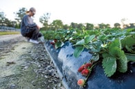 「日本語のクチコミは信じるな」...豪ワーホリ「悪徳ファーム」の搾取手口とは？ 英語のできない日本人狙いか