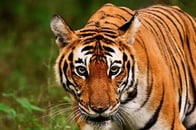 森に引きずり込まれ...「トラに襲われた」警官、損傷激しい遺体で発見　インド