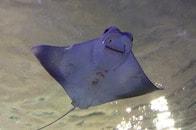 【動画】シュノーケリング中の女性が一瞬で真顔に...「巨大マンタ」と超至近距離で遭遇するシーンにネット衝撃