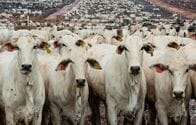 アングル：中国食肉業界、熱帯雨林保護に積極関与　価格一辺倒から変化の兆し
