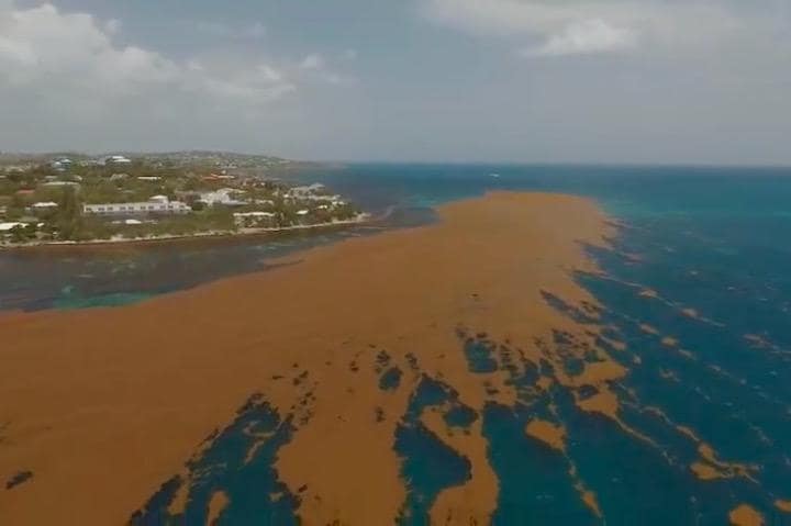 カリブ海アンディグア島を覆う藻のベルト　Mark Antigua-YouTube