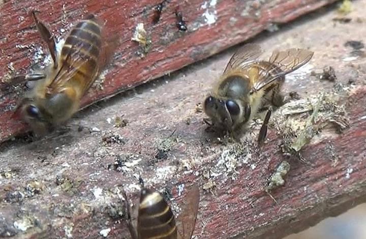 巣の入口の周りに動物の糞を置いてオオスズメバチからの攻撃を阻止していることを発見　Youtube