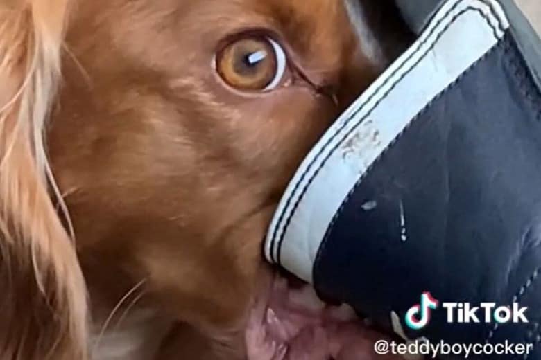 @teddyboycocker-TikTok
