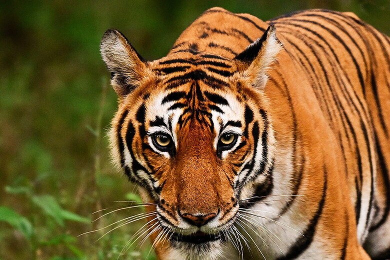 （写真はイメージです）　AjayTvm-Shutterstock