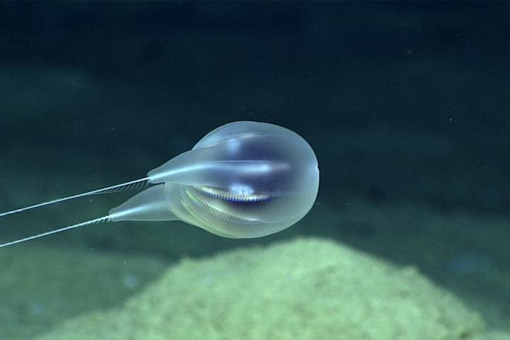 Duobrachium sparksae. (NOAA)