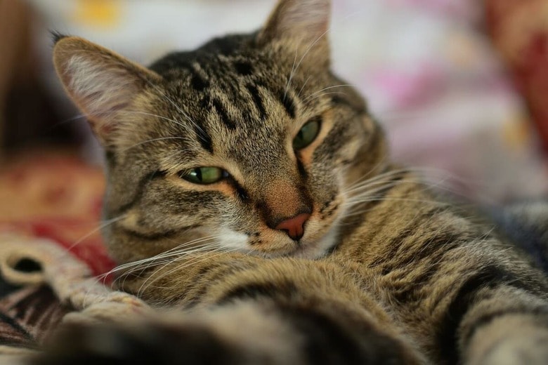 猫が飼い主に言いたいことは…（写真はイメージです）　Aleksandr Gorlov-Unsplash