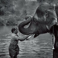 【写真特集】人とゾウが築いた400年の共生関係