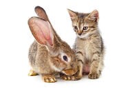 「可愛すぎて死にそう」ウサギを真似してぴょんぴょん跳ぶ子猫に動物好き悶絶