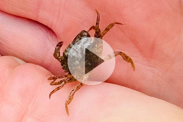 ※動画は本文中で再生できます（写真はイメージです）　ChrisSteer-iStock