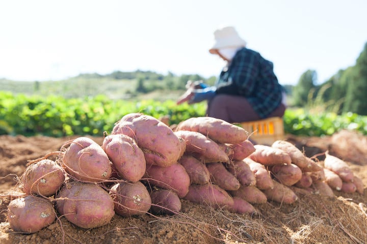 日本の農研機構が開発したサツマイモ「べにはるか」は韓国のサツマイモ栽培面積の４割を占めていた　（写真はイメージ）　okugawa-iStock
