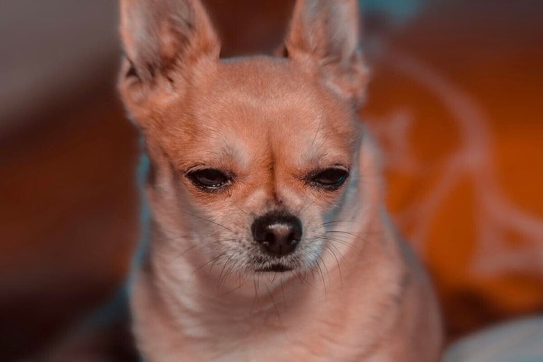 老犬を連れずにハワイ旅行？ 寂しげな表情の真意とは（写真はイメージです）　Danil Shostak-Unsplash