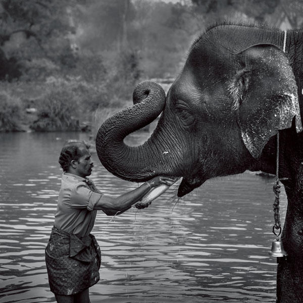 クルンバはゾウを家畜のように屈服させるのではなく、互いに信頼できる「家族」として共に生きているという