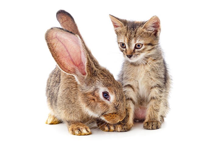 自分はウサギだと思っている？（写真はイメージです）　Voren1-iStock