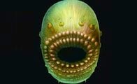 ホラー映画風の古代生物、「人類の遠い祖先」か：中国で化石発見