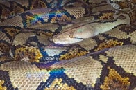 巨大ニシキヘビの体内から発見された男性の遺体...帰らぬ農夫を襲った「全身丸のみ」の惨劇