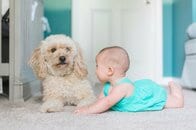 「犬と暮らす赤ちゃんは病気になりにくい」は本当だった 