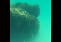 「不気味すぎる...」メキシコの海で「最恐の捕食者」に遭遇してしまった女性の「恐怖の映像」がSNSで話題に