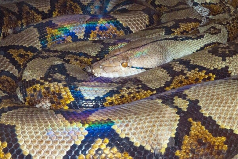 養鶏に出たまま戻らず...家族が捜索した先で発見された「ヘビに飲み込まれた男性」の結末（写真はイメージです）　David Clode-Unsplash