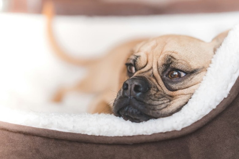 温かいベッドを知らずに育つ犬もいる（写真はイメージです）　Tom Hills-Unsplash