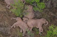 アジアゾウの群れが大都市の目前に、警察など400人が警戒