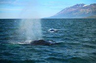 【動画】ボートの真下に巨大クジラが出現、しかも海面から顔を出して...船上でカップルが撮影した動画が話題に
