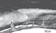 頭骨と脳を結ぶ「秘密のトンネル」が発見される：脳障害時に免疫細胞を送り込む経路