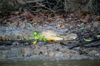 遺体の両手両足はバラバラに...漁をする男性が父親の目の前でワニに襲われ、水中に引き込まれる