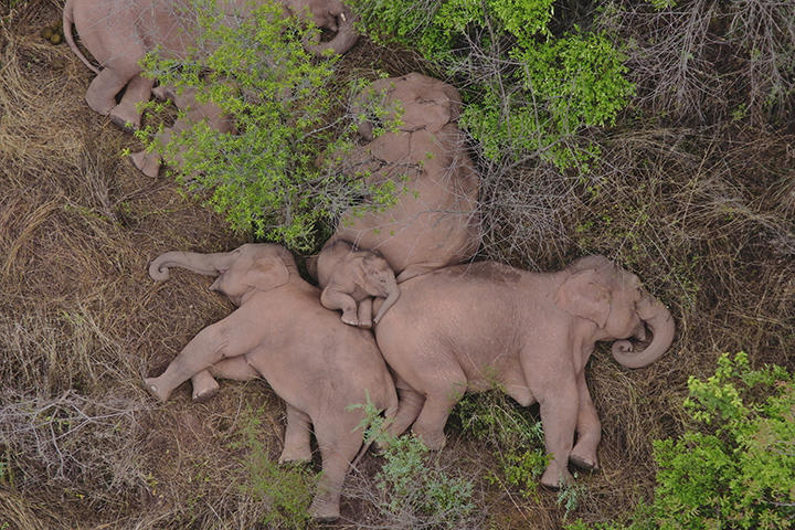 長旅に疲れ身を寄せ合って眠るゾウの群れをドローンが捉え、閲覧回数は2億回に達した（昆明、6月7日）　China Daily/REUTERS