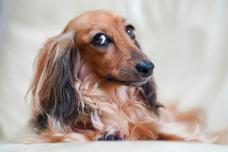 風とともに走る12週のダックス子犬、ネットがざわついた「浮遊感」（写真はイメージです）　Kojirou Sasaki-Unsplash