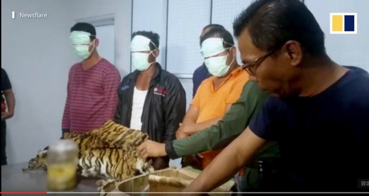 逮捕された密猟犯の前に並べられたスマトラトラの押収物　＊一部画像に加工をしております　 South China Morning Post / YouTube