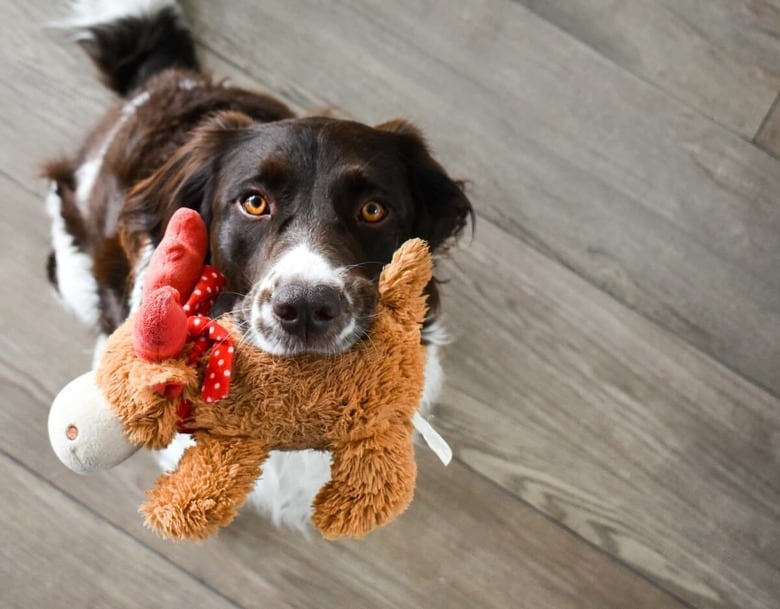 おもちゃは犬にとって大切な存在（写真はイメージです）　Jesper Brouwers-Unsplash