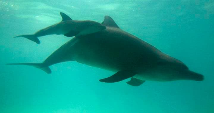 ジャカルタの水族館で泳ぐ母子イルカ　Crack Palinggi- REUTERS