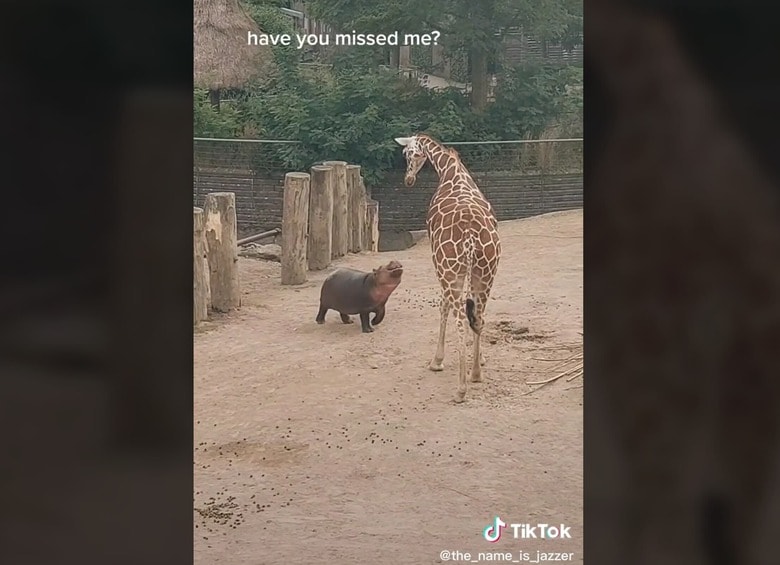 @the_name_is_jazzer/TikTok