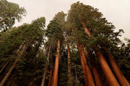 ４月２２日、バイデン米大統領は、地球環境を考える「アースデー（地球の日）」に合わせて森林火災被害があったワシントン州を視察し、老生林保護に向けた新たな取り組みの推進を訴えた。セコイア国立公園で２０２１年９月撮影（２０２２年　ロイター/Fred Greaves）
