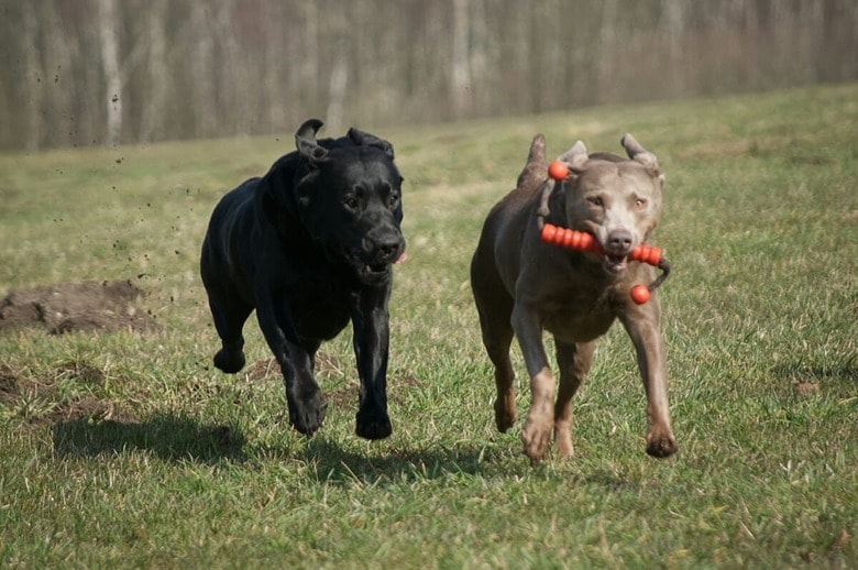 犬同士の友情にほっこり（写真はイメージです）　Ilka Lünstäden-Unsplash