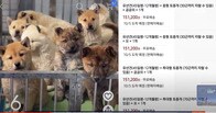 ｢生後45日までの子犬、宅配便で配送します｣　韓国ペット販売業者､通販サイトへ掲載
