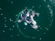 【動画】2頭のザトウクジラの完璧な連携が生んだ、驚くべき自然の光景「バブルネット・フィーディング」
