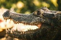 人間の残酷さがまた露わに...口を「結束バンド」で縛られたワニの悲劇