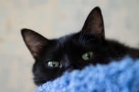【写真】「AIじゃない」二重耳...「特別な猫」は可愛さもダブル？