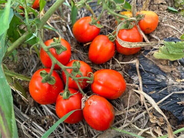 生活クラブ事業連合生活協同組合連合会